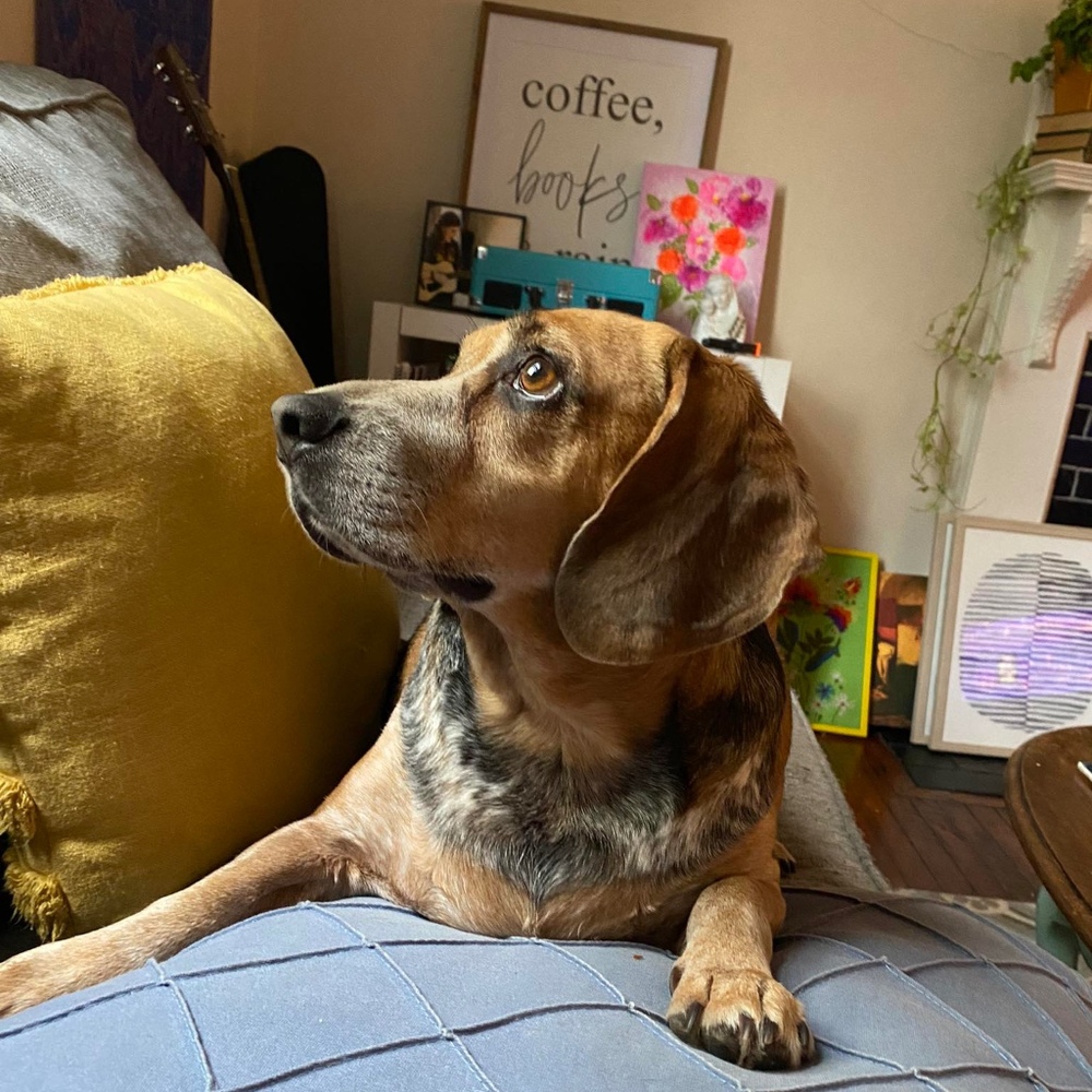 Meet your Posher, Thebohemianbeagle
